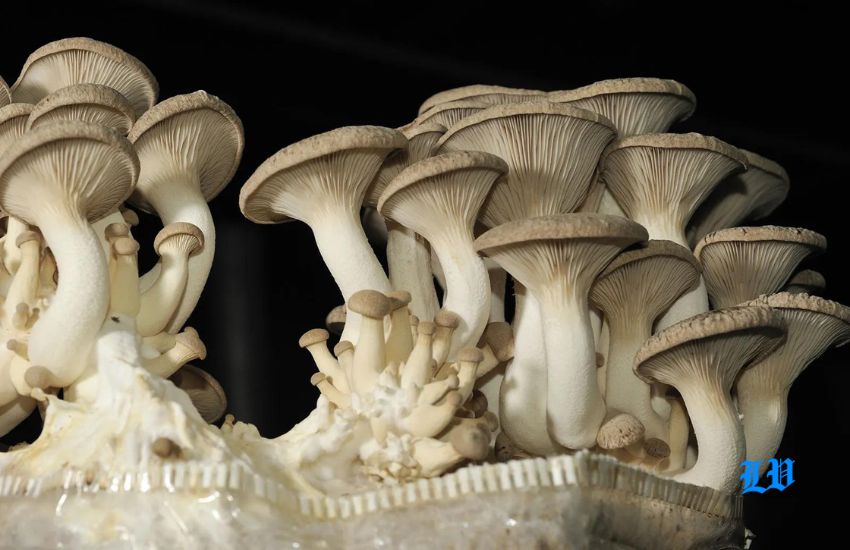 Pleurotus Eryngii