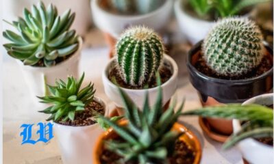 Cactus Plants