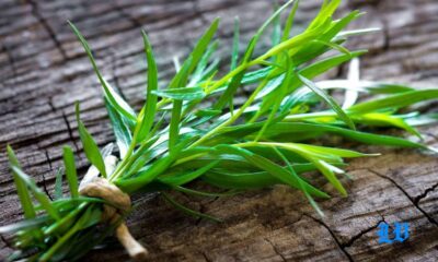 tarragon