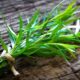 tarragon