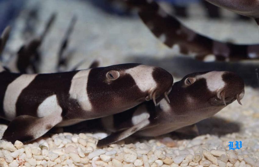 bamboo shark