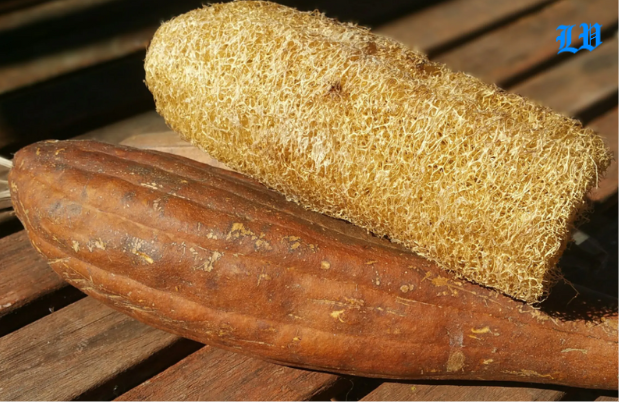 luffa sponge