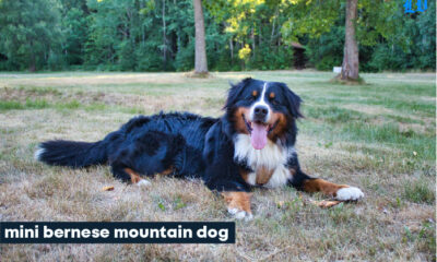 mini bernese mountain dog