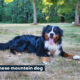 mini bernese mountain dog