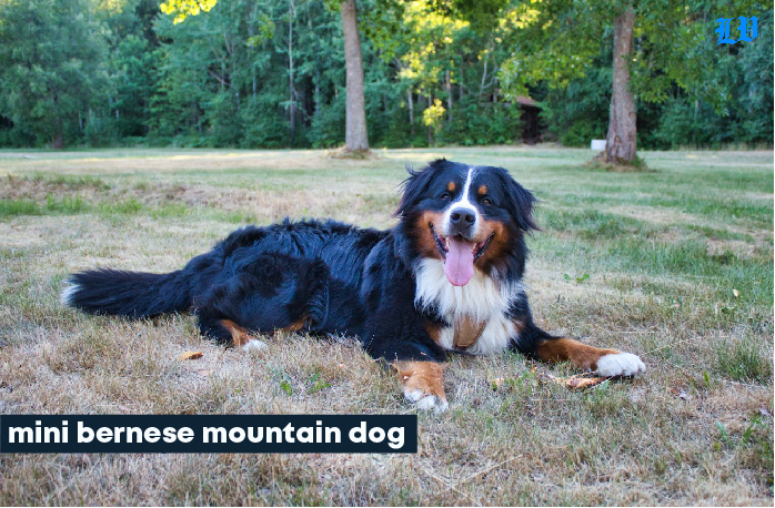 mini bernese mountain dog