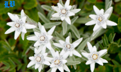 edelweiss flower