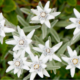 edelweiss flower