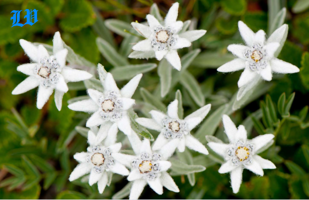 edelweiss flower